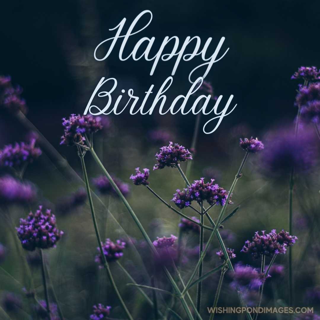 A beautiful image of Purpletop vervain on dark background. Happy Birthday Purple Flower Images